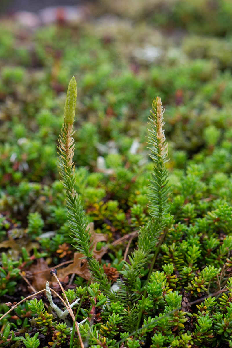 David Plant Photography - Wildlife Photography - Interrupted clubmoss - D.JPG - Interrupted clubmoss - Cairngorms