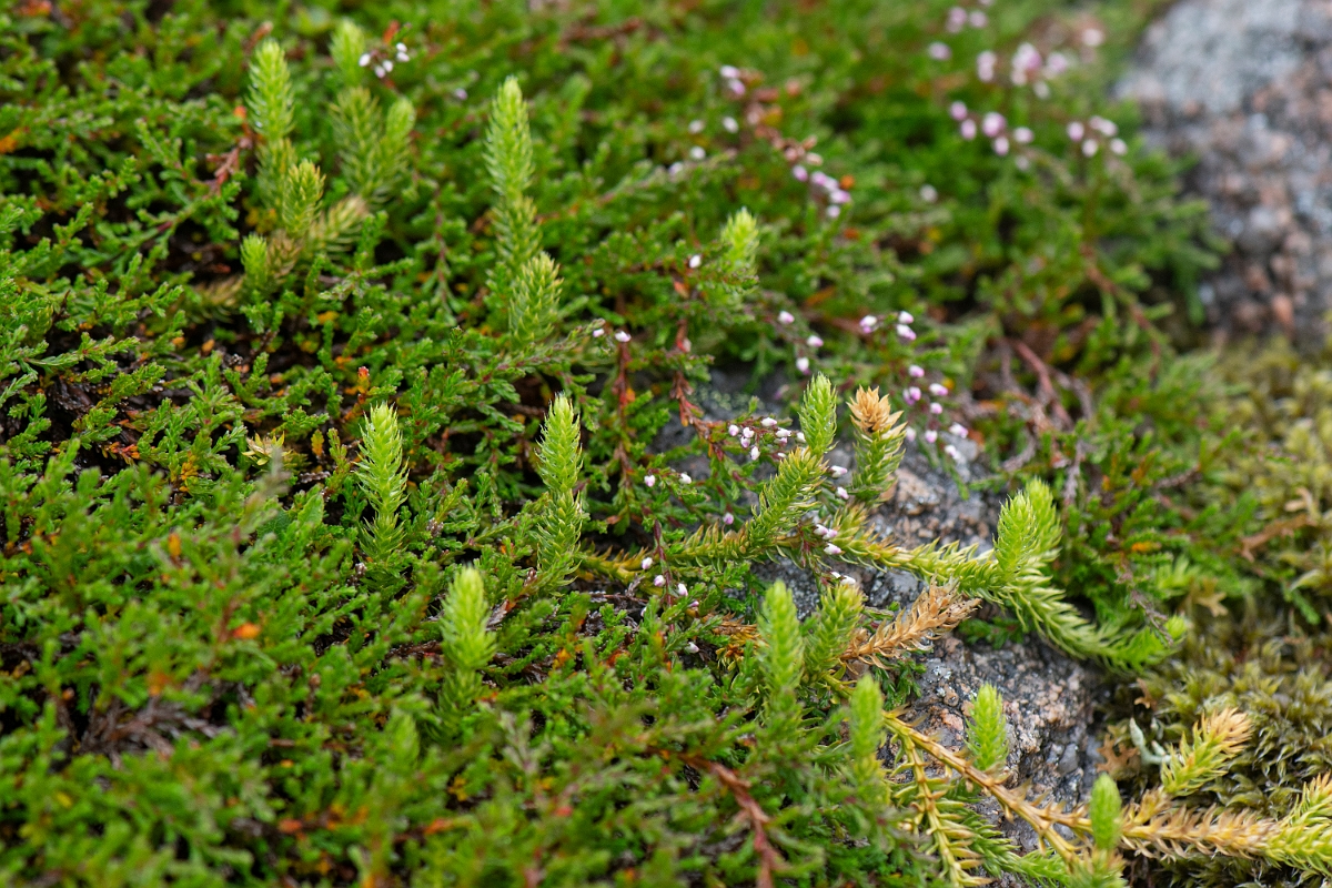 David Plant Photography - Wildlife Photography - Interrupted clubmoss - E.JPG - Interrupted clubmoss - Cairngorms