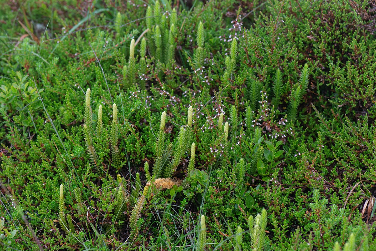 David Plant Photography - Wildlife Photography - Interrupted clubmoss - F.JPG - Interrupted clubmoss - Cairngorms