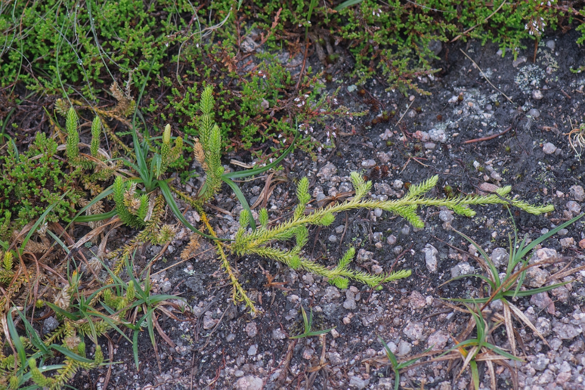 David Plant Photography - Wildlife Photography - Interrupted clubmoss - G.JPG - Interrupted clubmoss - Cairngorms