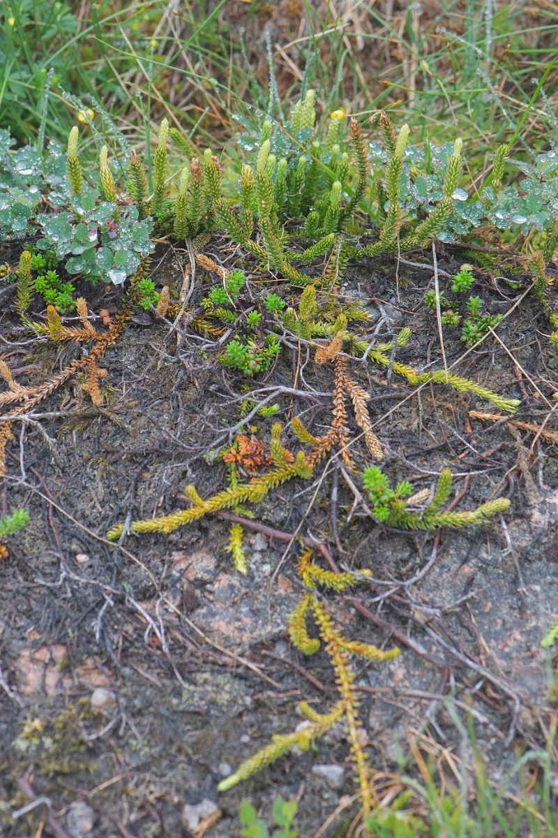 David Plant Photography - Wildlife Photography - Interrupted clubmoss - K.JPG - Interrupted clubmoss - Cairngorms