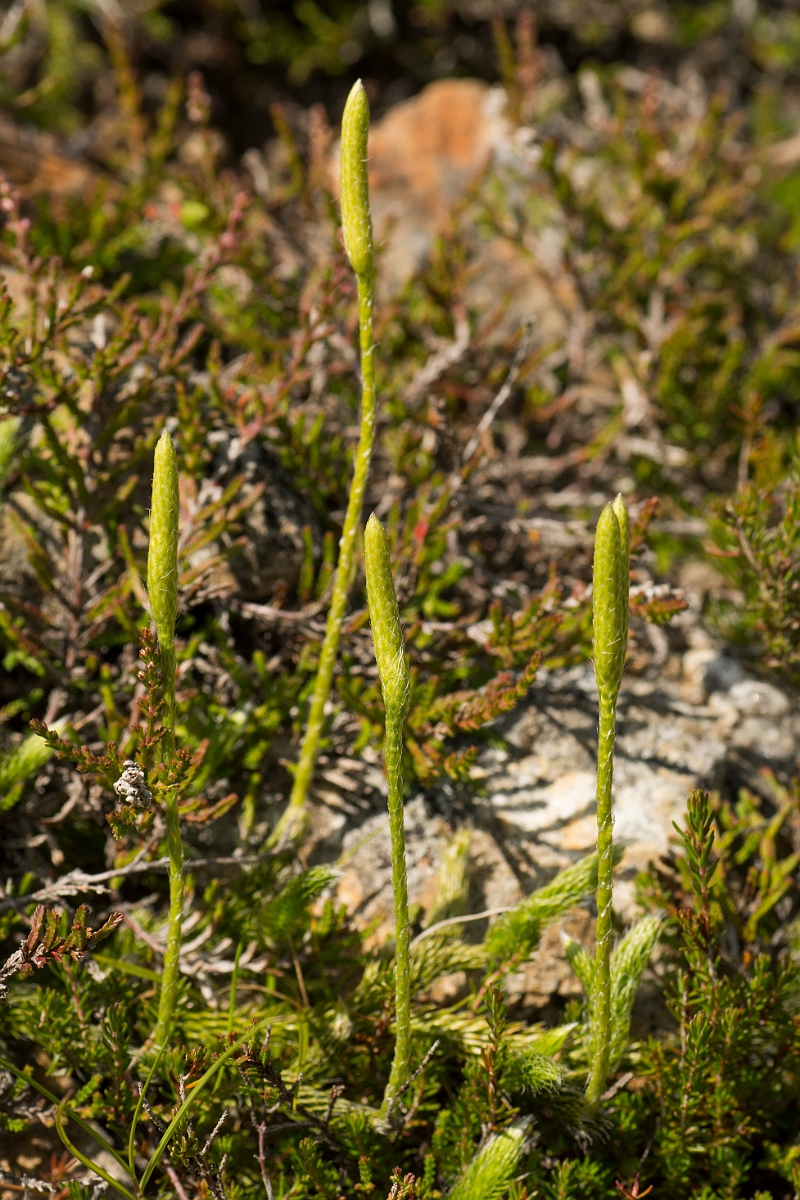 David Plant Photography - Wildlife Photography - Stagshorn clubmoss - F.jpg - Stagshorn clubmoss - Ayrshire