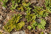David Plant Photography - Wildlife Photography - Alpine clubmoss - A