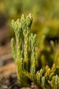 David Plant Photography - Wildlife Photography - Alpine clubmoss - C
