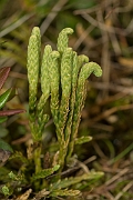 David Plant Photography - Wildlife Photography - Alpine clubmoss - E