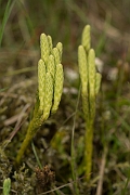 David Plant Photography - Wildlife Photography - Alpine clubmoss - F