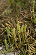 David Plant Photography - Wildlife Photography - Alpine clubmoss - G