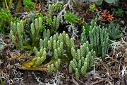 David Plant Photography - Wildlife Photography - Alpine clubmoss - I