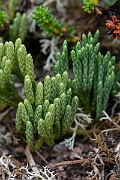 David Plant Photography - Wildlife Photography - Alpine clubmoss - J