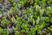 David Plant Photography - Wildlife Photography - Alpine clubmoss - K