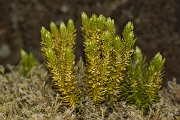David Plant Photography - Wildlife Photography - Fir clubmoss - A