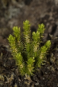 David Plant Photography - Wildlife Photography - Fir clubmoss - B
