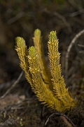David Plant Photography - Wildlife Photography - Fir clubmoss - D