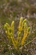 David Plant Photography - Wildlife Photography - Fir clubmoss - E