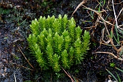 David Plant Photography - Wildlife Photography - Fir clubmoss - F