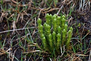David Plant Photography - Wildlife Photography - Fir clubmoss - G