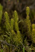 David Plant Photography - Wildlife Photography - Interrupted clubmoss - B