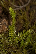 David Plant Photography - Wildlife Photography - Interrupted clubmoss - C