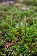 David Plant Photography - Wildlife Photography - Interrupted clubmoss - D