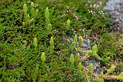 David Plant Photography - Wildlife Photography - Interrupted clubmoss - E
