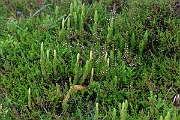 David Plant Photography - Wildlife Photography - Interrupted clubmoss - F