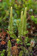 David Plant Photography - Wildlife Photography - Interrupted clubmoss - H