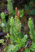David Plant Photography - Wildlife Photography - Interrupted clubmoss - I