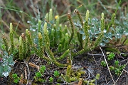 David Plant Photography - Wildlife Photography - Interrupted clubmoss - J