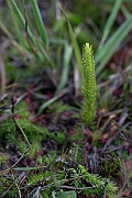 David Plant Photography - Wildlife Photography - Marsh clubmoss - B