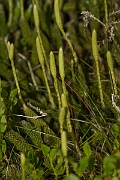 David Plant Photography - Wildlife Photography - Stagshorn clubmoss - B