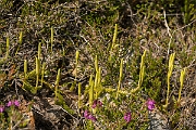 David Plant Photography - Wildlife Photography - Stagshorn clubmoss - E