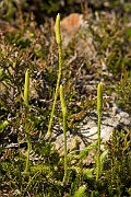David Plant Photography - Wildlife Photography - Stagshorn clubmoss - F