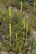 David Plant Photography - Wildlife Photography - Stagshorn clubmoss - G