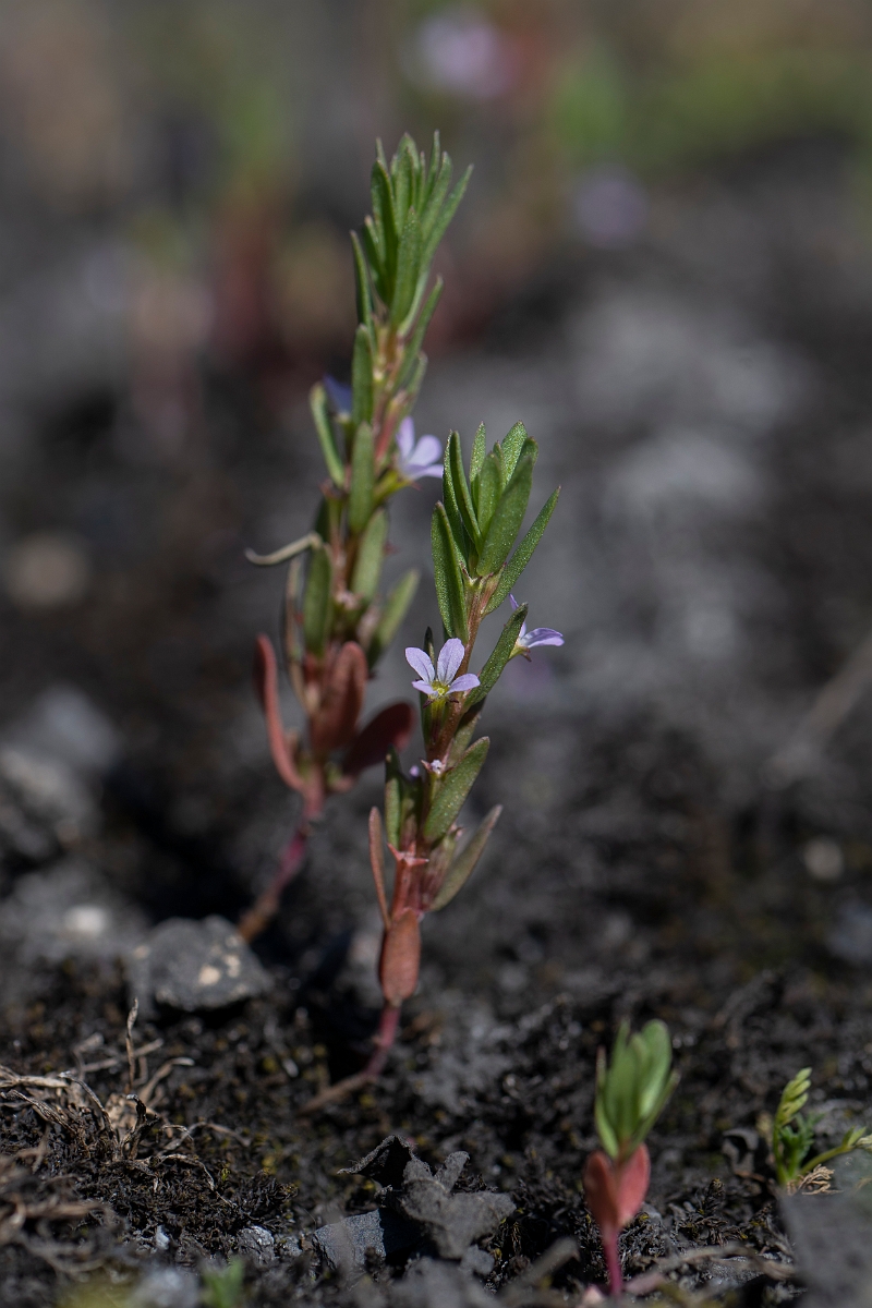 David Plant Photography - Wildlife Photography - Grass-poly - C.JPG - Grass-poly - Kent