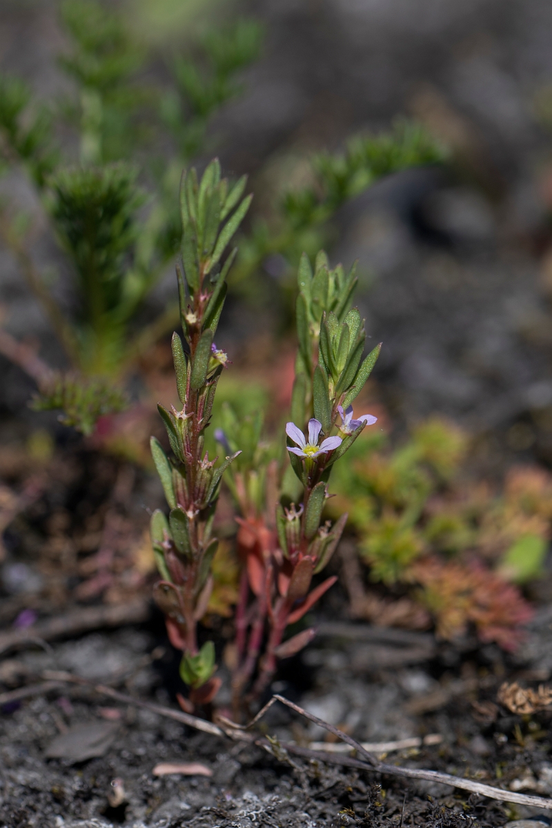 David Plant Photography - Wildlife Photography - Grass-poly - D.JPG - Grass-poly - Kent