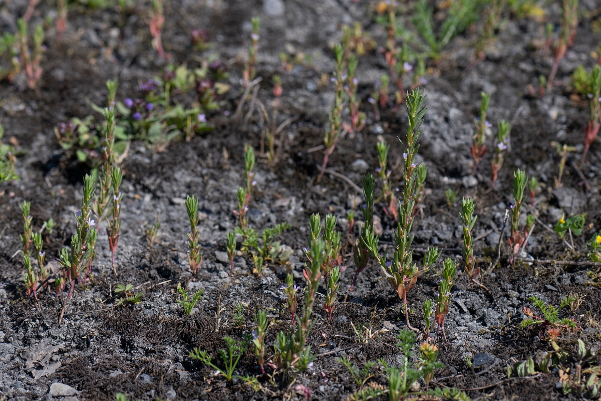David Plant Photography - Wildlife Photography - Grass-poly - E.JPG - Grass-poly - Kent