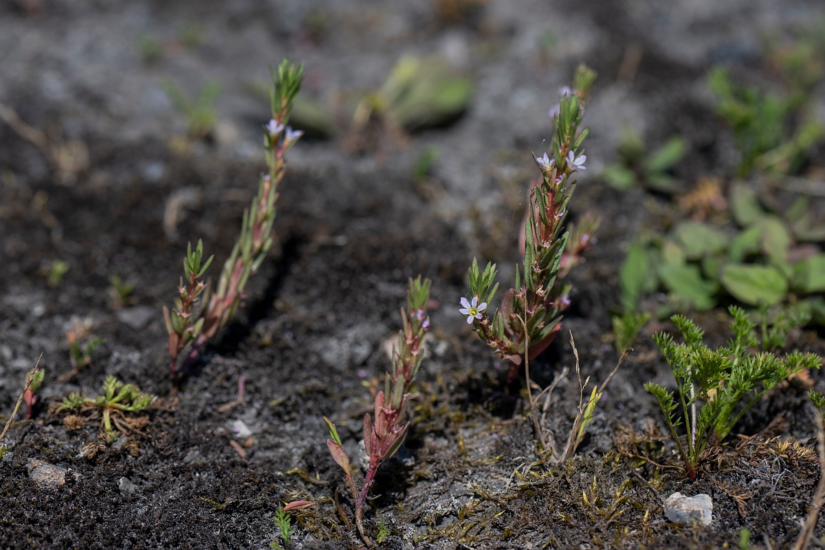 David Plant Photography - Wildlife Photography - Grass-poly - F.JPG - Grass-poly - Kent