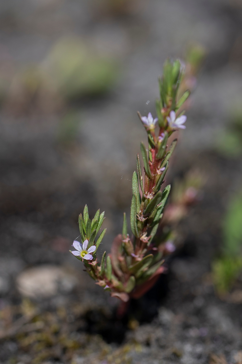David Plant Photography - Wildlife Photography - Grass-poly - G.JPG - Grass-poly - Kent