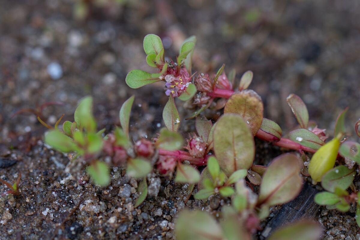 David Plant Photography - Wildlife Photography - Water-purslane - B.jpg - Water-purslane - Stirling