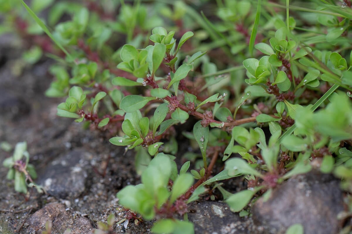 David Plant Photography - Wildlife Photography - Water-purslane - C.jpg - Water-purslane - Stirling