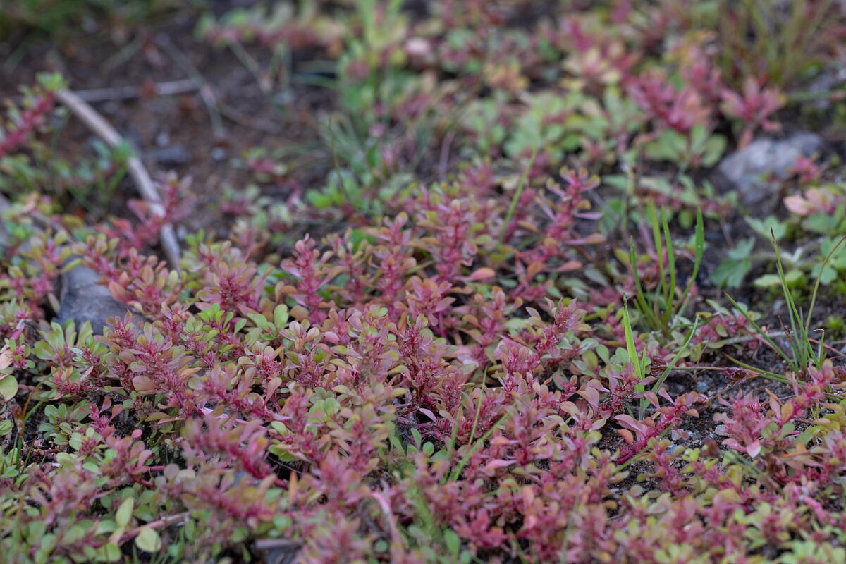 David Plant Photography - Wildlife Photography - Water-purslane - D.jpg - Water-purslane - Stirling