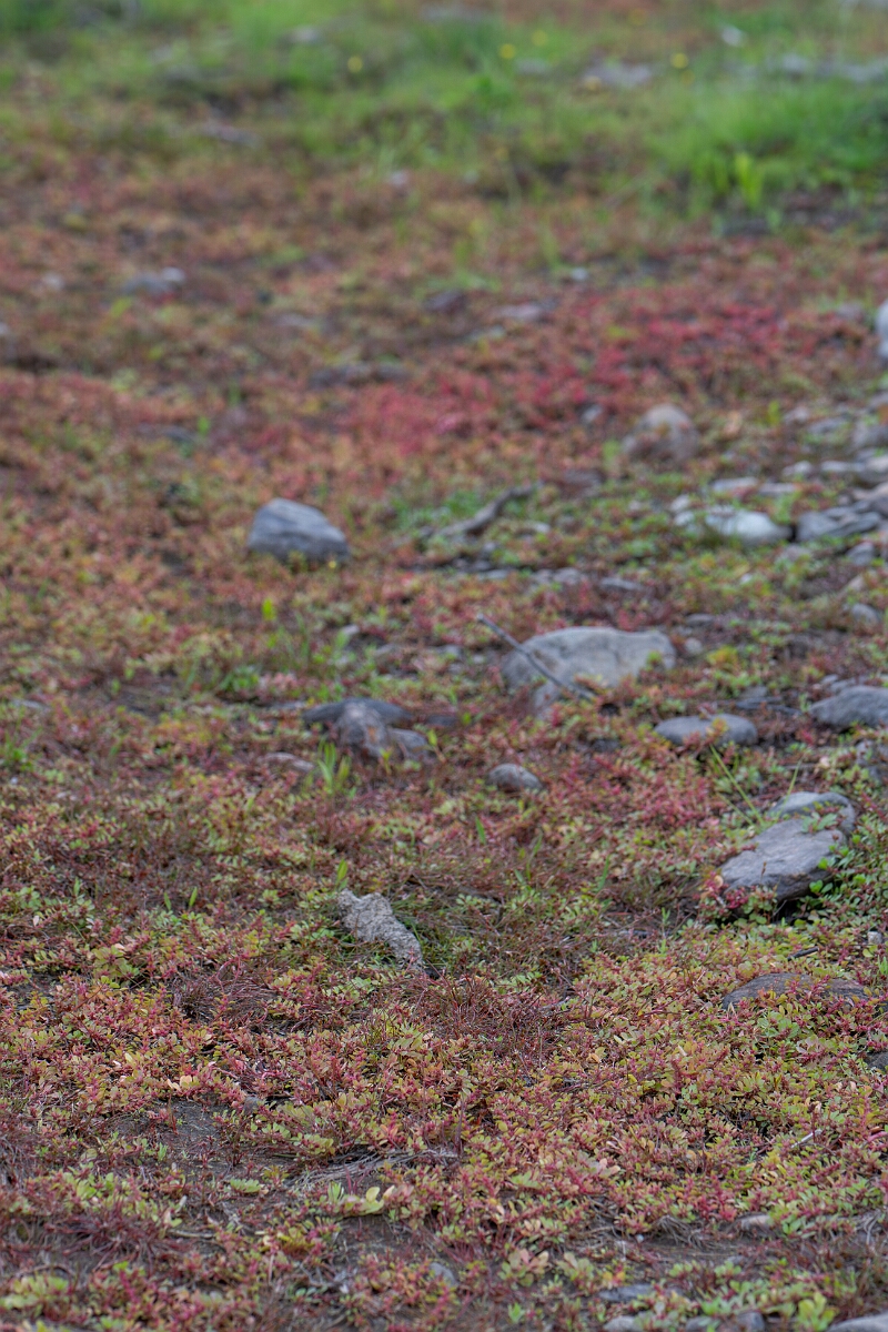David Plant Photography - Wildlife Photography - Water-purslane - F.jpg - Water-purslane - Stirling