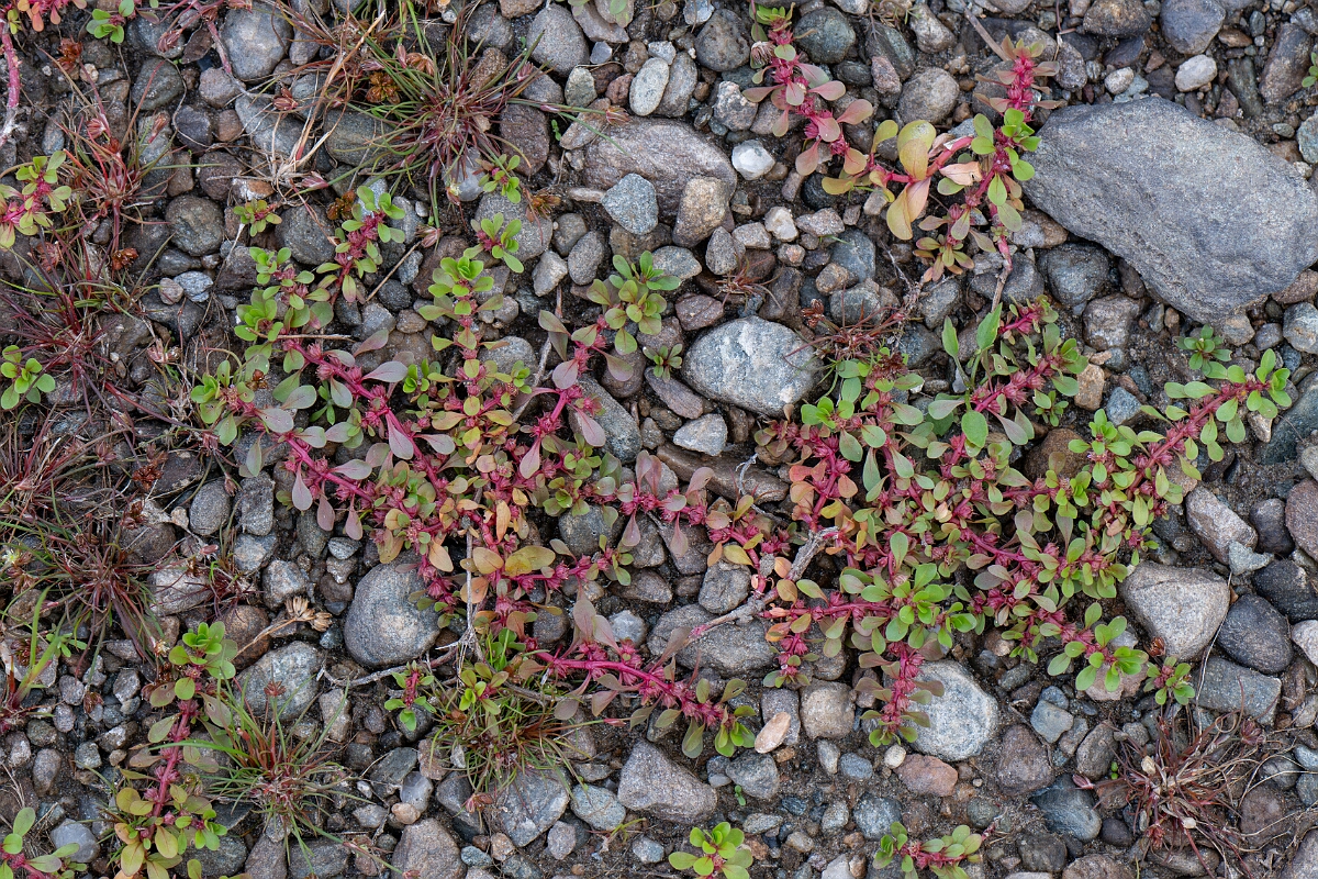 David Plant Photography - Wildlife Photography - Water-purslane - G.jpg - Water-purslane - Stirling
