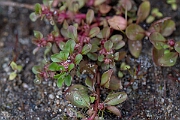 David Plant Photography - Wildlife Photography - Water-purslane - A