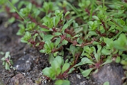 David Plant Photography - Wildlife Photography - Water-purslane - C