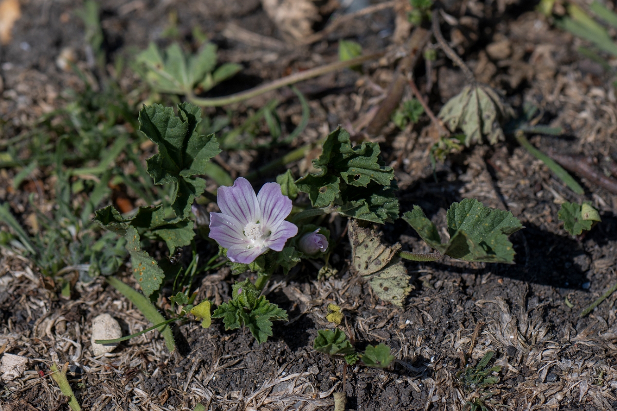 David Plant Photography - Wildlife Photography - Dwarf mallow - A.JPG - Dwarf mallow - Kent