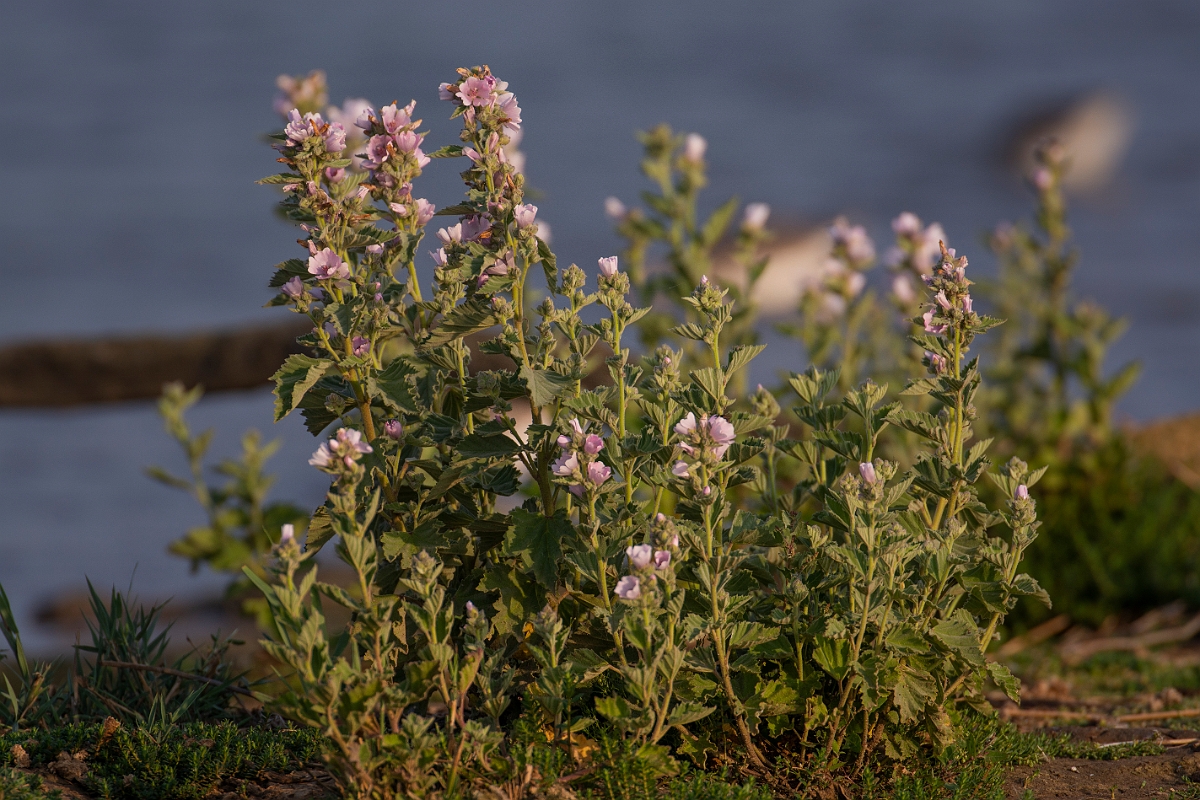David Plant Photography - Wildlife Photography - Marsh mallow - A.JPG - Marsh mallow - Suffolk