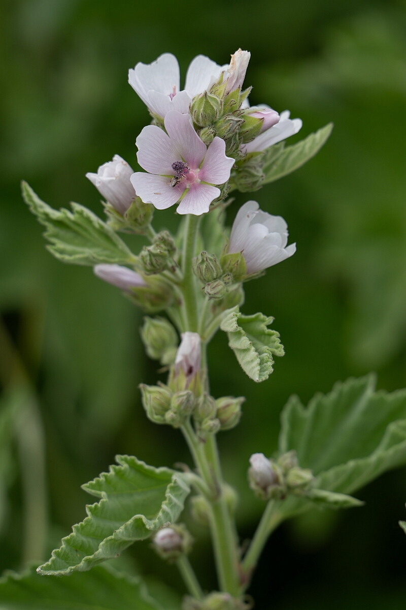 David Plant Photography - Wildlife Photography - Marsh mallow - C.jpg - Marsh mallow - Suffolk