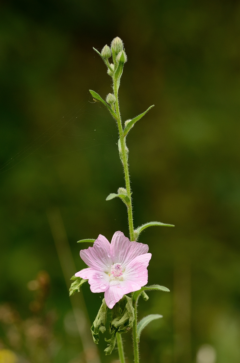 David Plant Photography - Wildlife Photography - Musk mallow - A.jpg - Musk mallow flower - Cambridgeshire