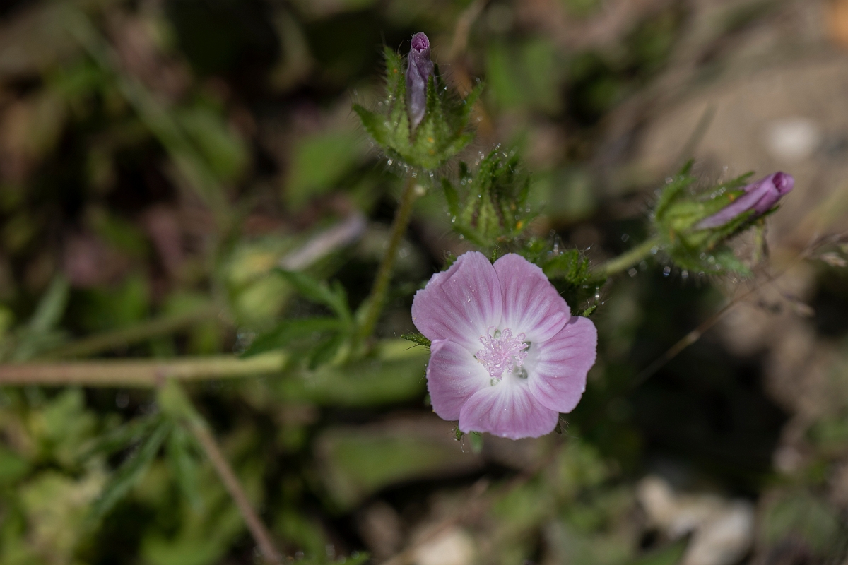 David Plant Photography - Wildlife Photography - Rough marsh-mallow - C.JPG - Rough marsh mallow - Kent
